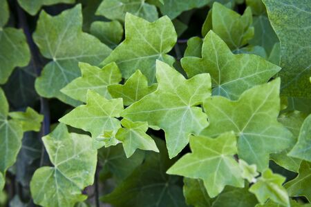 Green summer leaves pattern background. Natural background and wallpaper.の写真素材