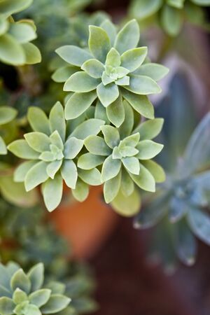 Green succulent plant closeup on ceramic pot with copy space.の写真素材
