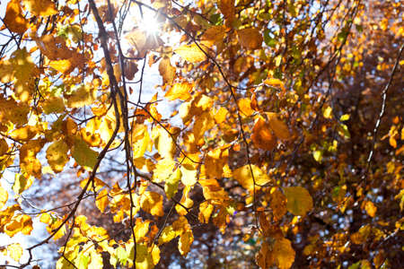 Yellow beautiful golden leaves in fall with sunlight. Monte San Vicino, Marche, Italy.