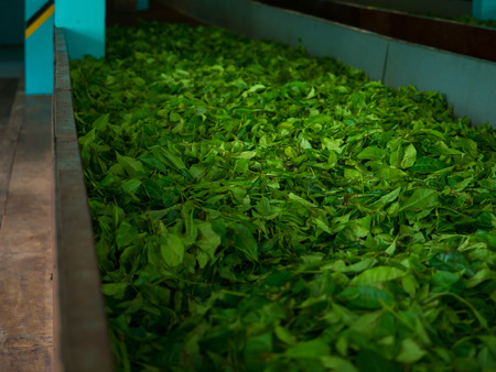 Production of processing tea leavesの写真素材