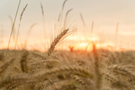 A field of wheat at sunset. Agriculture.の写真素材