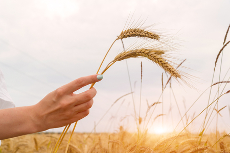 Girl holding wheat ears in hand on sunset background.の写真素材