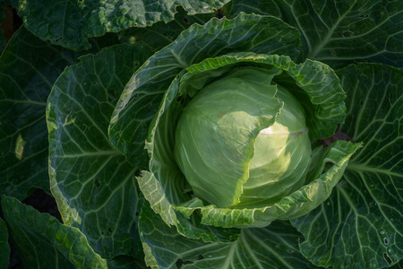 Fresh harvest organic cabbage without GMO. Growing white cabbage. Beds with cabbage.