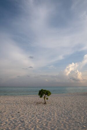 Lone tree beside sea with blue sky and white clouds in the everningの写真素材