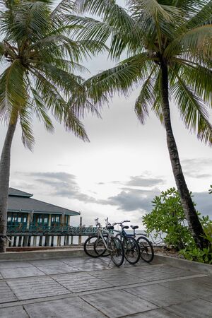 Tropical sunset with palm trees and bicycle on the beach, vertical panorama.の写真素材