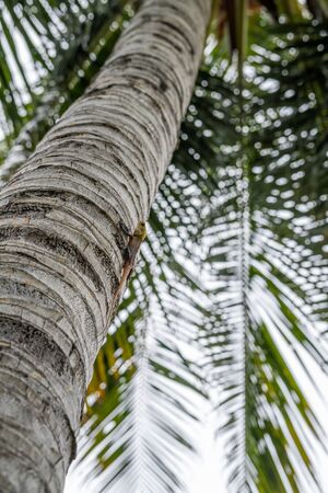 Color lizard sitting in tropical tree waiting for foodの写真素材