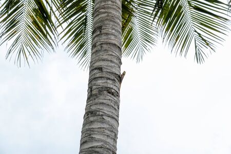Color lizard sitting in tropical tree waiting for foodの写真素材