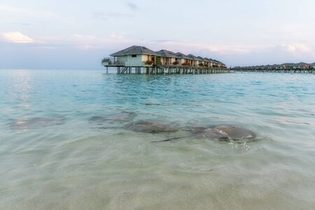 Stingrays swam to shore to enjoy a delicious meal. In the background are bungalows.