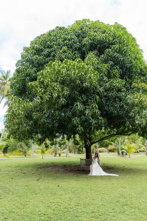 A bride in a white dress is sitting on an old bench under a huge tropical tree.の写真素材