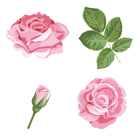 Set collection of pink roses with leaves isolated on white background. Vector illustration. Can use for greeting cards, wedding invitations, patterns.のイラスト素材