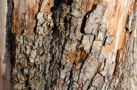 The old tree stump on a background of autumn leaves
