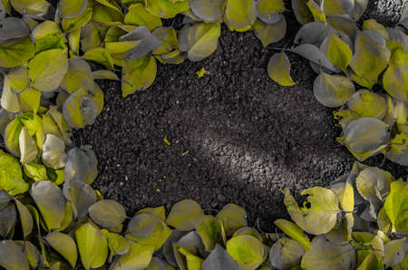 Gray and yellow linden autumn leaves frame on asphalt dark background