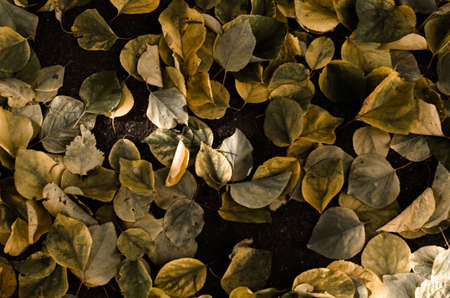 Yellow and brown linden autumn leaves on asphalt dark background