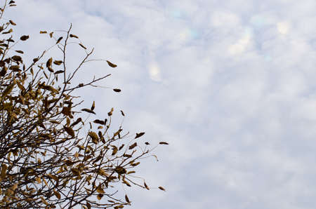 autumn tree branches with some leaves left on the background of blue sky. copy spaceの写真素材