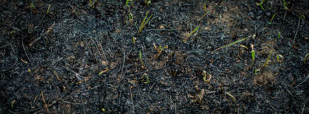 Young green sprouts of grass growing after the fire background. The consequences of bad tradition to burn dry grass on autumnの写真素材