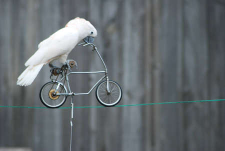 Parrot on the bicycle