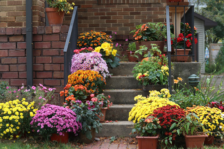 Way to the main entrance stair of the stylish house decorated by colorful potted flowers for autumn holidays season.の写真素材