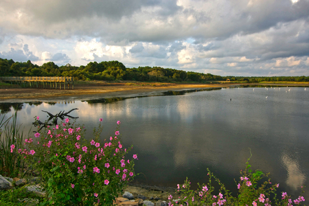 View across the expansive salt marsh at Huntington Beach State Park, South Carolina, USA.の写真素材