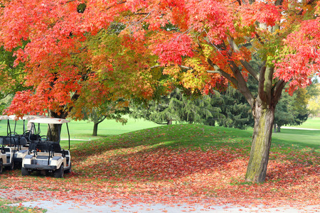 Beautiful fall landscape with red colored maple tree close up in sunlight on a golf course, golf carts and red foliage on a ground. Midwest USA, Wisconsin.の写真素材