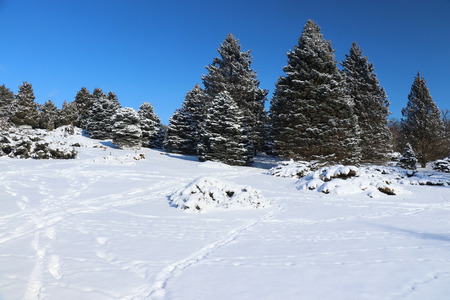 Winter sunny day landscape with clear blue sky over spruces in a park and footprints on a fresh snow cover on a foreground.の写真素材