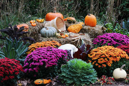 Colors of autumn background. Bright colors fall season outdoor decoration with potted chrysanthemums...