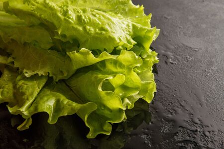 Close up, macro. Fresh green healthy curly salad lettuce wetted with water drops. Black background....