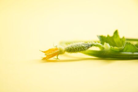 Close up, macro. The development of cucumber seedlings. Orange flower at the end of the sprig. Yellow background. Copy space.の写真素材