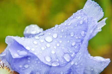Close up, macro. Purple iris petal strewn with drops of dew and rain. Adstract background.の写真素材