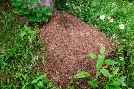 Close up. Huge anthill with colony of ants in summer forest. Carpathians.の写真素材