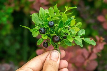 Close up, macro. Someone holds in his hand a bouquet of harvested (bilberries) blueberries.の写真素材