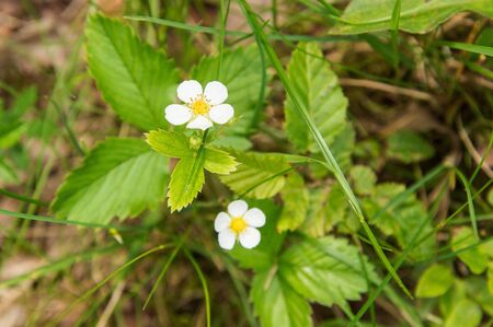 Close up, macro. Forest Glade. Flowering wild strawberries. Green background. Copy space.の写真素材