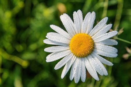 Top view. Close up, macro. Blooming daisy in a green spring field. Petals covered with droplets of morning dew. Copy space.の写真素材