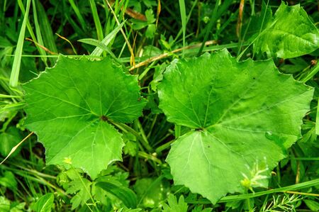 Top view. Close up, macro. Medicinal herbs. Coltsfoot wet leaves in rainy day.