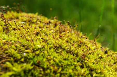 Close up, macro. Hypnum moss cypress in the forest in the Carpathian Mountains. Cypress-leaved...