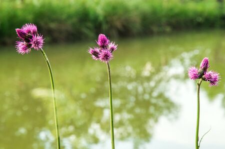 Close up, macro. Three pink meadow flowers near the green waters of a forest lake.の写真素材