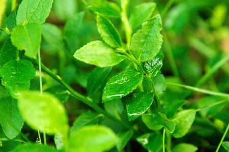 Close up, macro. Green leaves of a bilberries (blueberries) bush, wet from rain.の写真素材