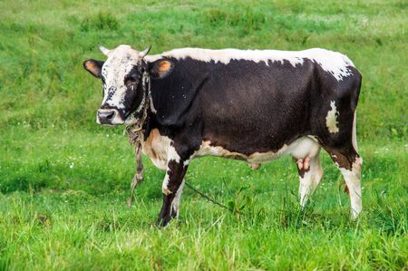 Close up, macro. A cow with a udder full of milk is grazed on a summer green meadow.の写真素材
