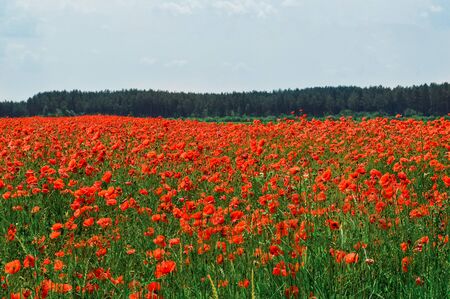 Bright rural landscape. A field of bright red flowering poppies. Sky on background.の写真素材