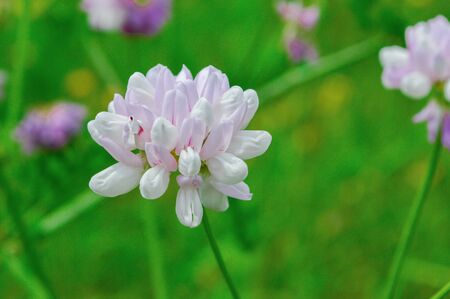 Close up, macro. Crownvetch or Securigera varia (Coronilla varia) or purple crown vetch. Flowering field plant. Copy space.の写真素材