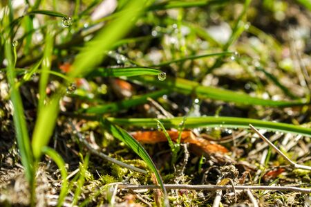 Close up, macro. Nature. Sunny spring morning in the forest. Bright green grass sprinkled with diamonds of dew drops.の写真素材