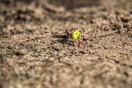 Close up, macro. Spring. Awakening of nature. Small green sprout germinates from sunflower seeds. Around the brown soil.の写真素材