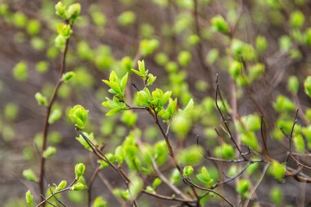 Close up, macro. Spring. April. Awakening of nature. Sprigs of bushes with blooming green buds, delicate green leaves.の写真素材