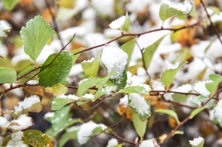 Close up, macro. Early frosts. The green and yellow leaves of the bush are sprinkled with the first snow.の写真素材