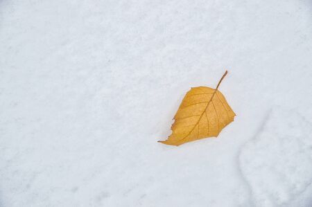 Close up, macro. A lonely yellow autumn leaf lies on the background of white freshly fallen snow. Copy space on the left.の写真素材