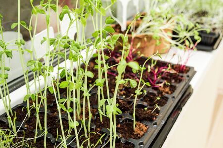 Close up, macro. Microgreen. Growing greens on the windowsill. Plant-based food.の写真素材