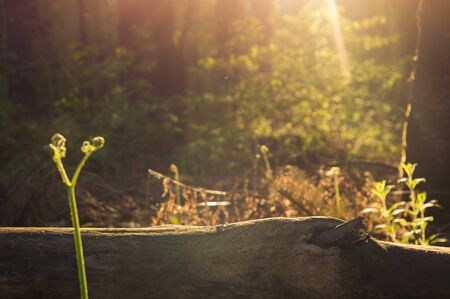 Close up. Rural scene. Spring forest, bathed in the rays of morning golden light. Tree trunk, green...
