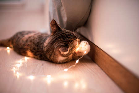 Close up. The brown tabby kitten plays with its paws with a festive garland glowing with warm light. Scandinavian interior. Copy space.の写真素材
