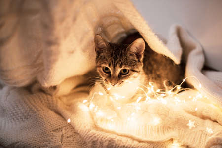 Close up. The brown tabby kitten lies on a white knitted blanket. Next to it is a festive garland glowing with warm light. Copy space.の写真素材