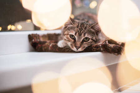 Close up. Portrait of a kitten framed by bokeh from a Christmas garland. The cat lies on the...