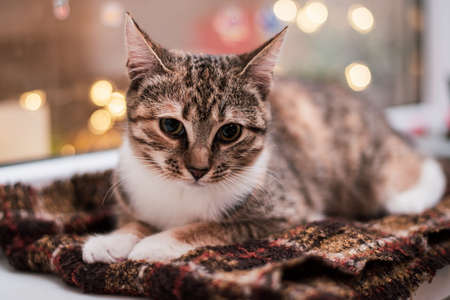 Close up. The kitten lies on a brown scarf on the windowsill by the window. Bokeh from garlands on the background.の写真素材